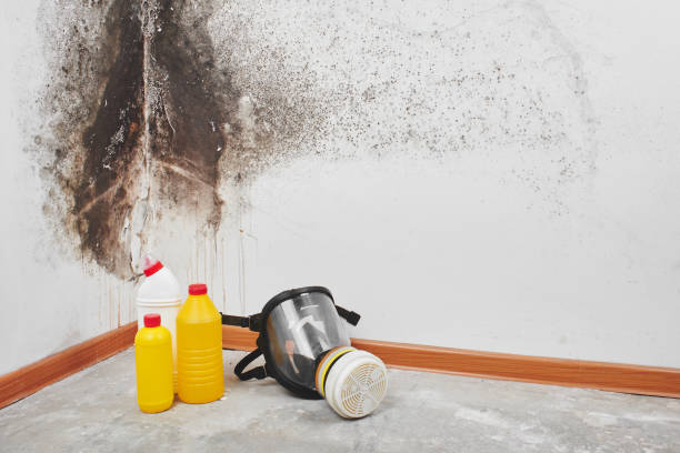 Best Home Mold Removal  in Port Jervis, NY