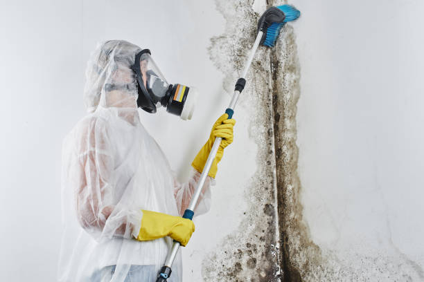 Best Mold Remediation  in Port Jervis, NY