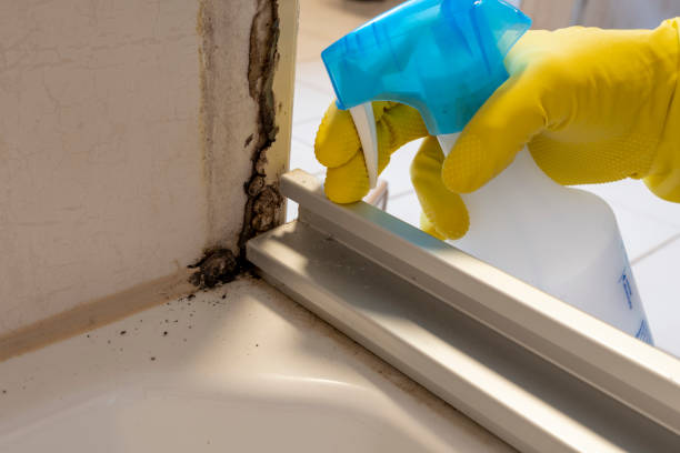 Best Attic Mold Removal  in Port Jervis, NY