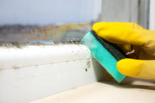 Best Mold Removal Near Me  in Port Jervis, NY
