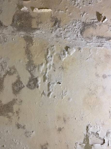 Office Mold Removal Services in Port Jervis, NY