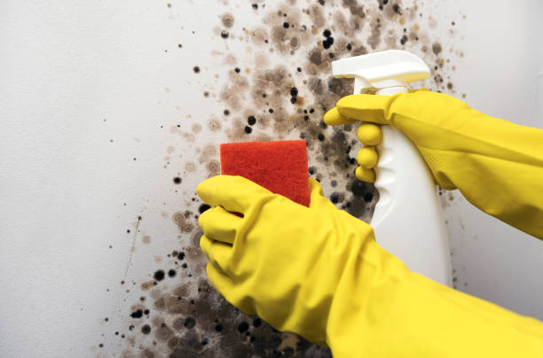 Best Residential Mold Removal  in Port Jervis, NY