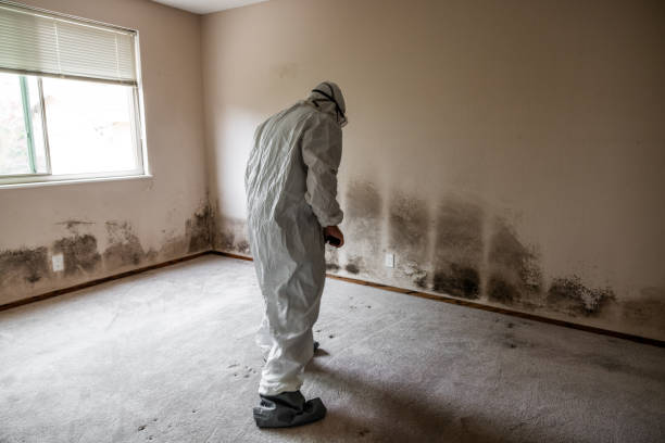Best Certified Mold Removal  in Port Jervis, NY