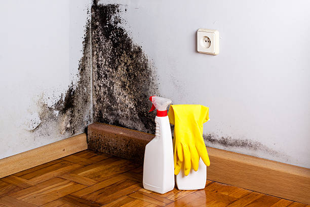 Best Commercial Mold Removal  in Port Jervis, NY